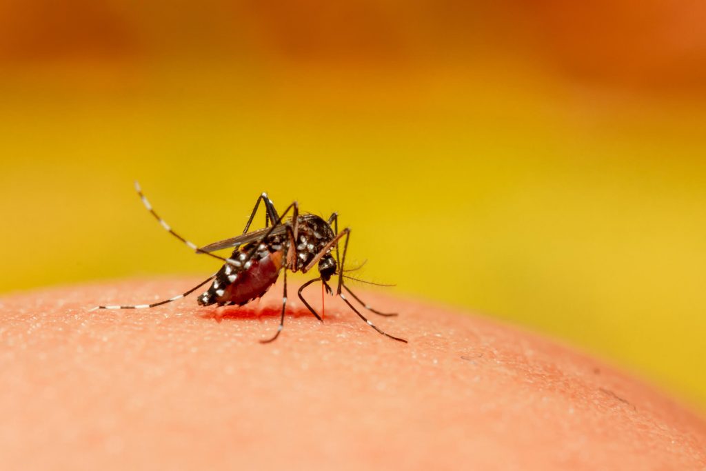 entenda-como-continuar-se-protegendo-contra-a-dengue-blog-viva-o