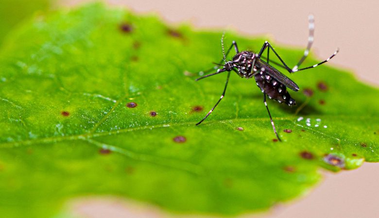 O Que é Mosquito Da Dengue Zika
