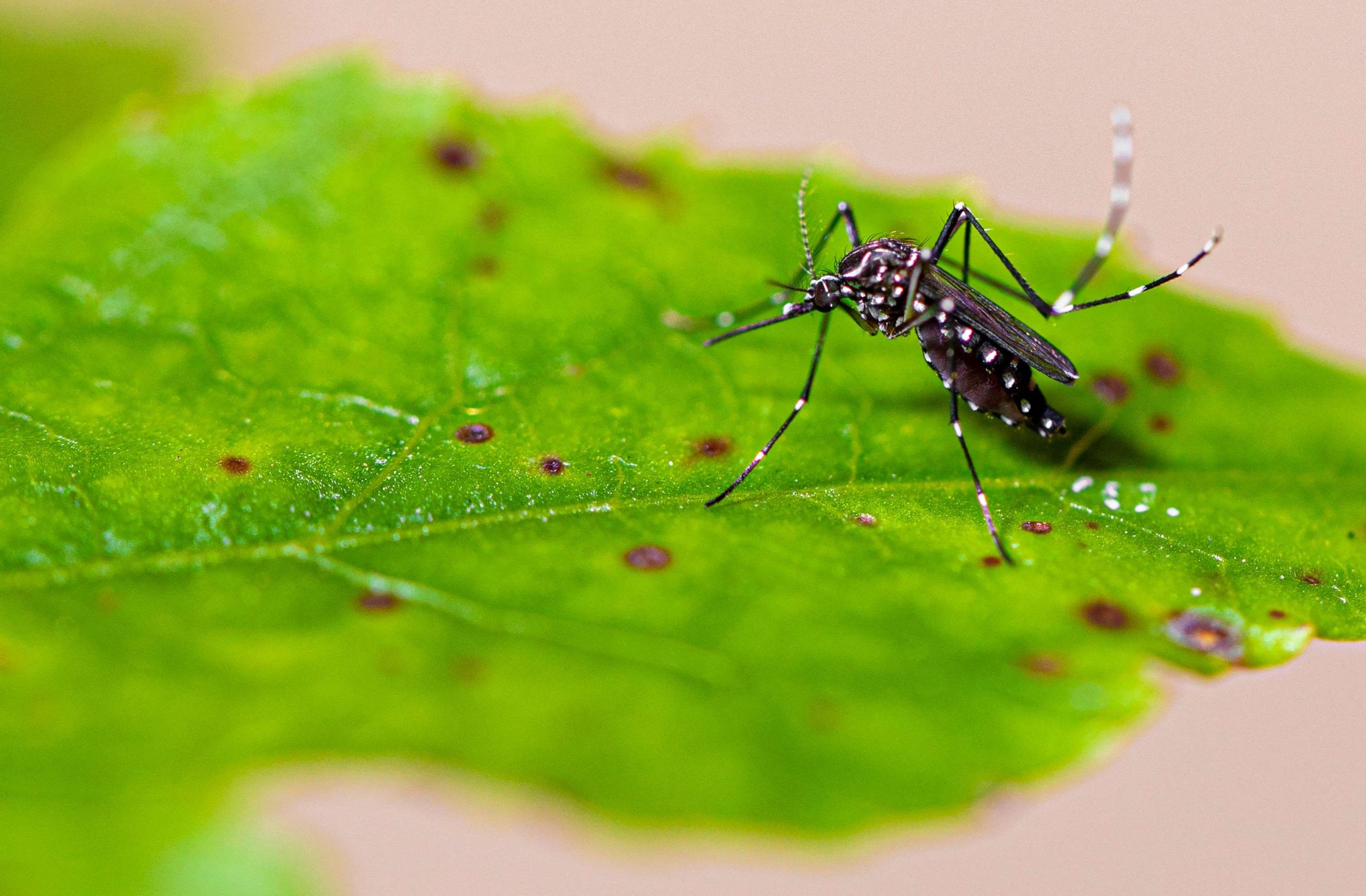 Dengue, Zika e Chikungunya: entenda quais são as suas diferenças